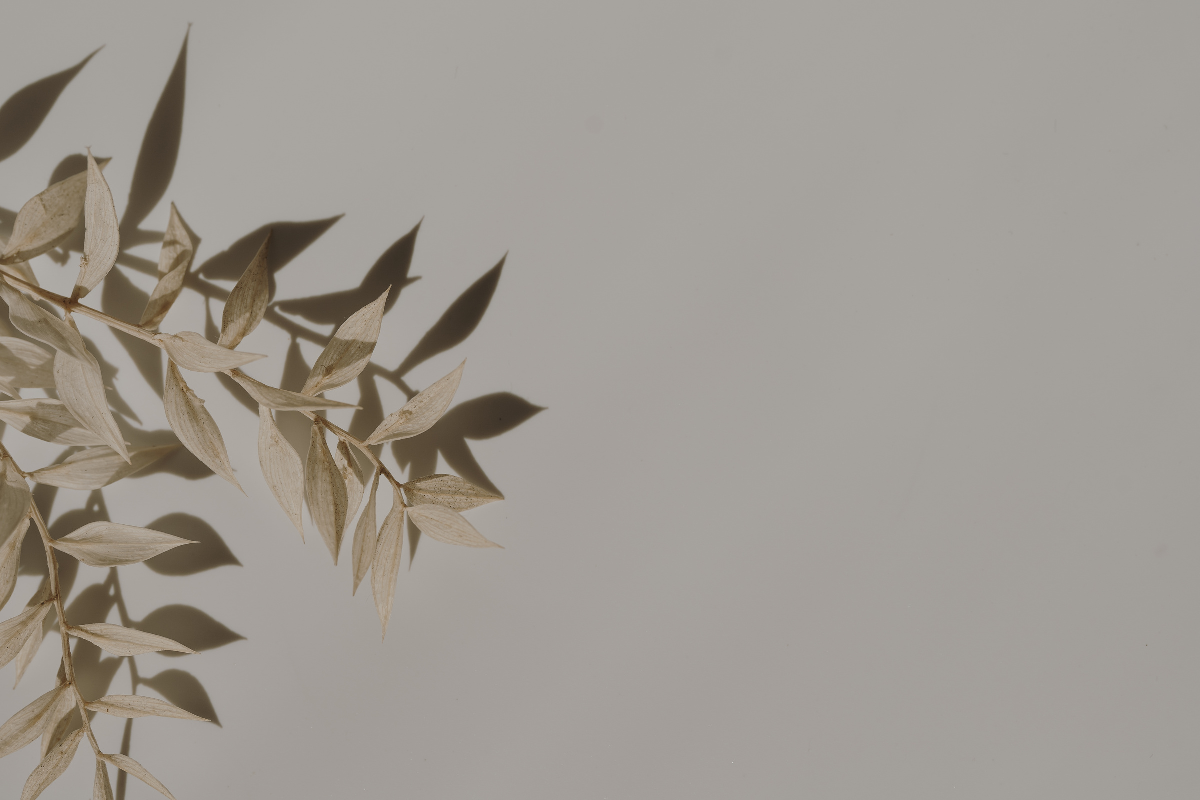 Plant Leaves on Beige Background